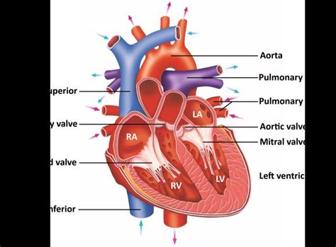 lv rv function|rv anatomy diagram.